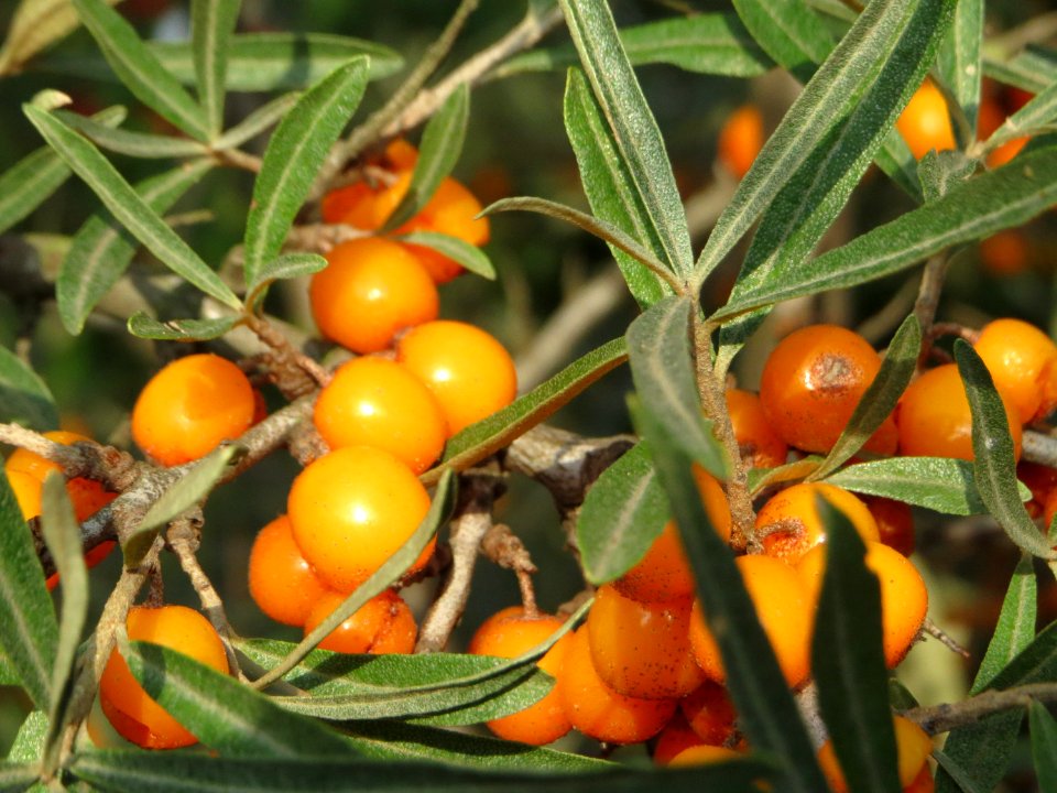 20140907Hippophae_rhamnoides4