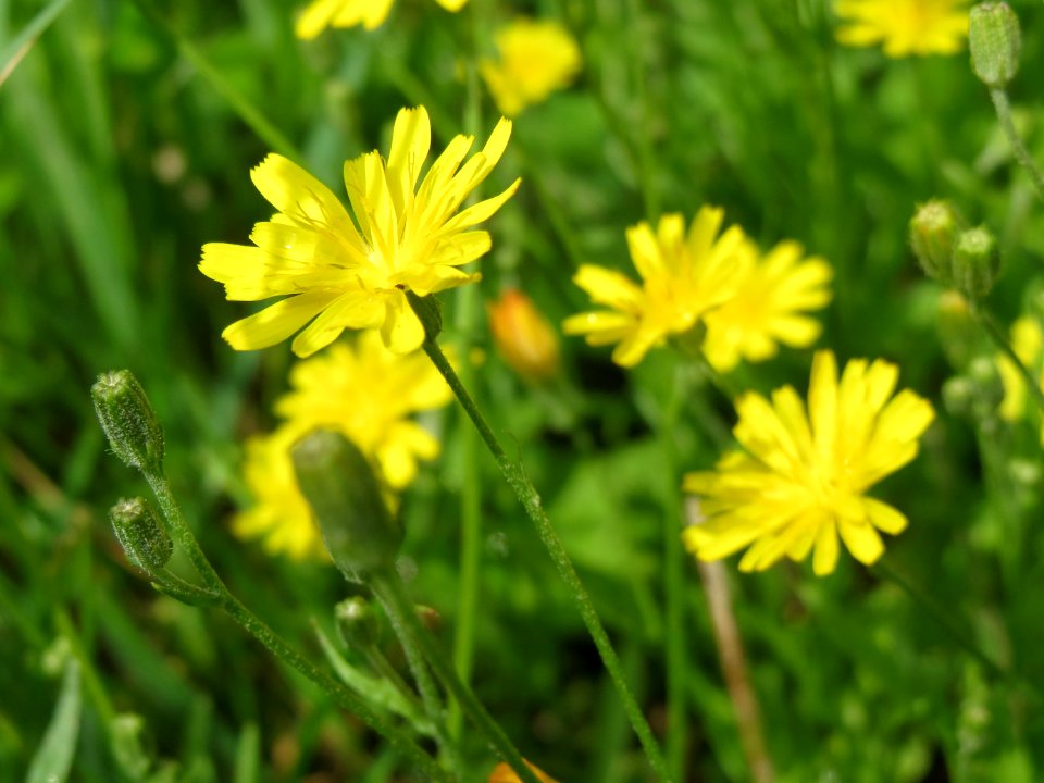 20140804Crepis_biennis1