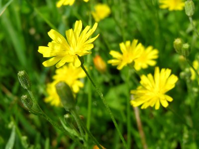20140804Crepis_biennis1