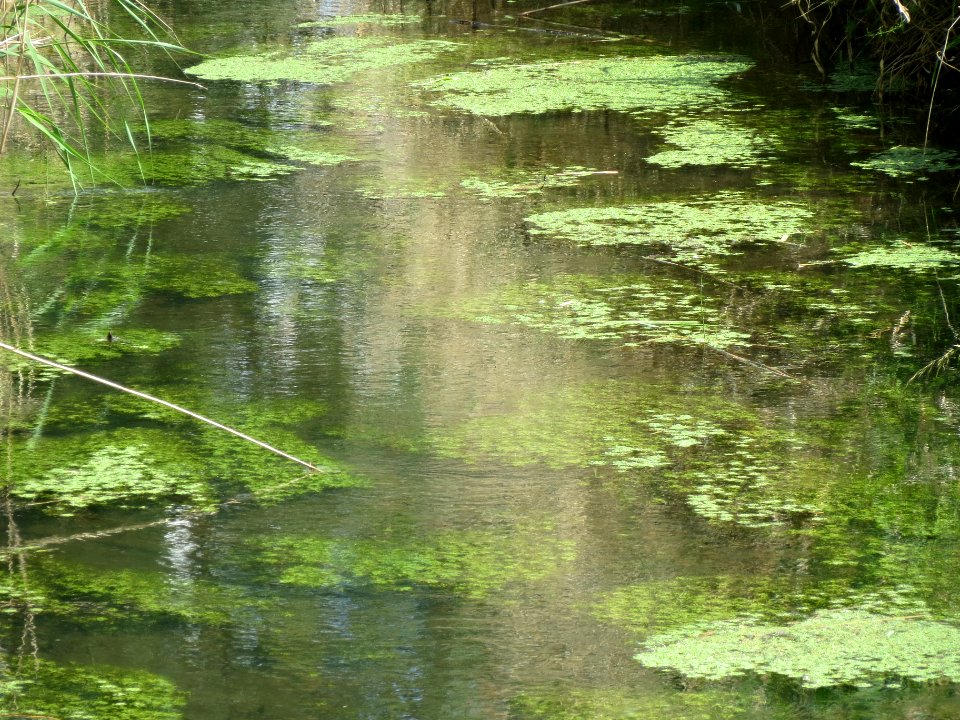 20140605Kotlachgraben1