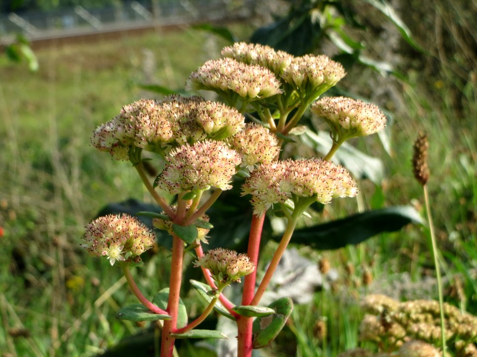 20140907Hylotelephium_telephium3