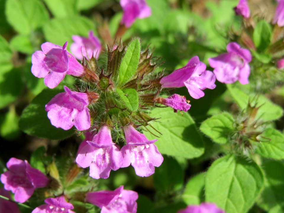 20140807Clinopodium_vulgare2