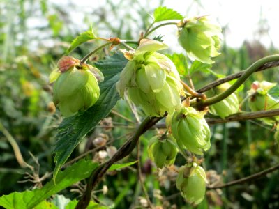 20140907Humulus_lupulus2