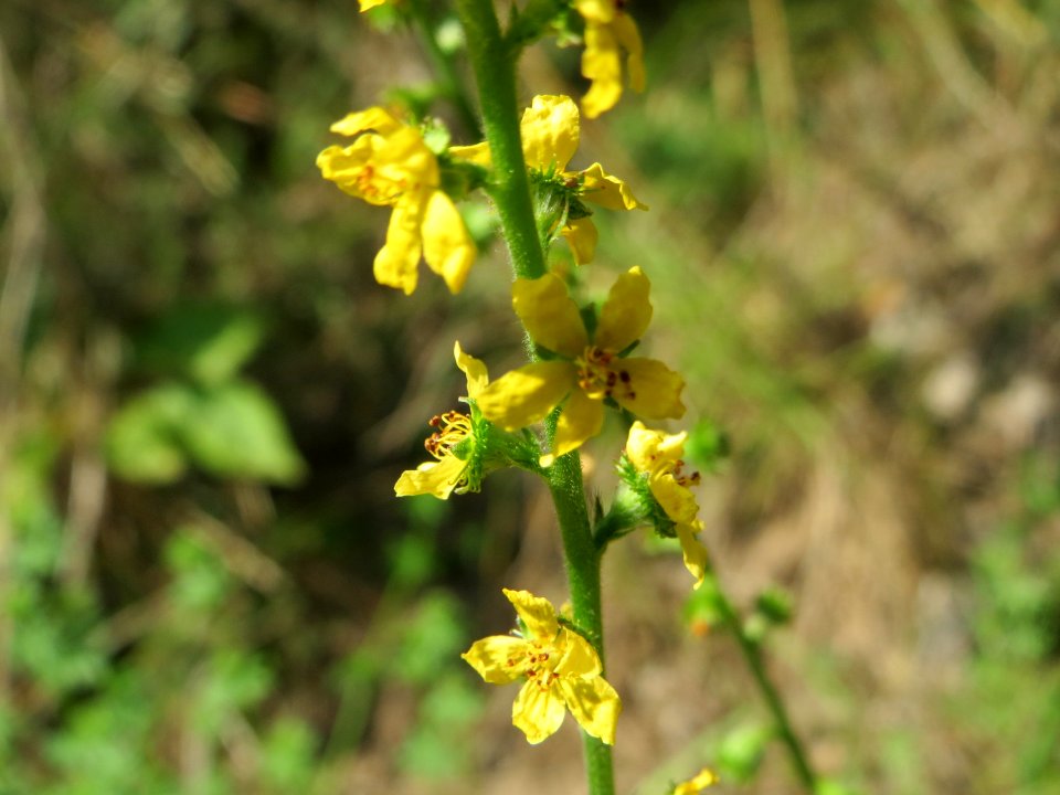 20140807Agrimonia_eupatoria1