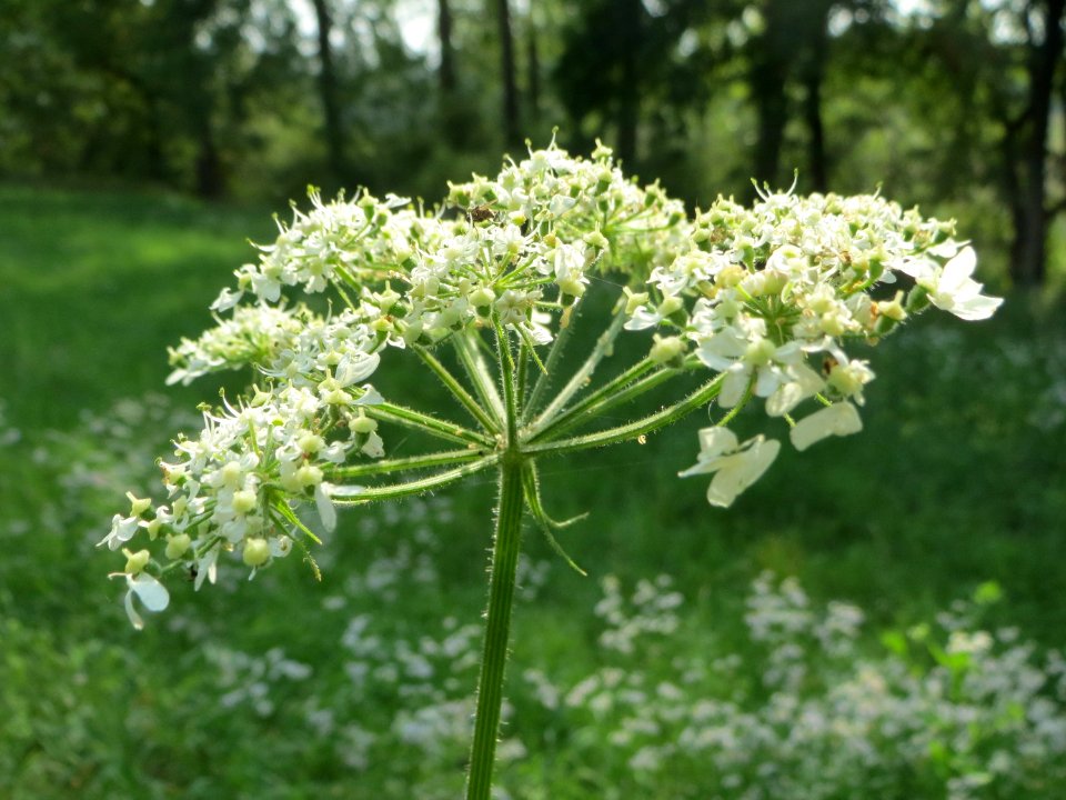 20140907Heracleum_sphondylium2