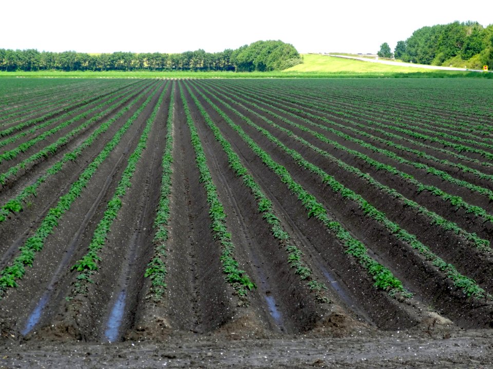20140606_Landschap_Oostelijk_Flevoland_Visvijverweg_Kamperhoekweg