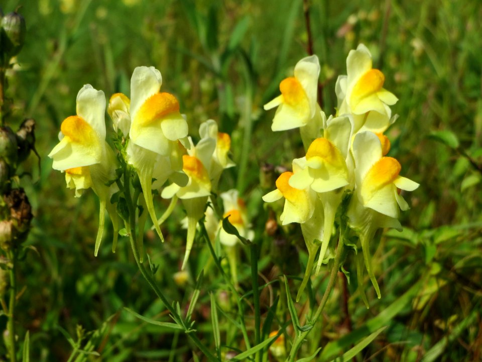 20140907Linaria_vulgaris2