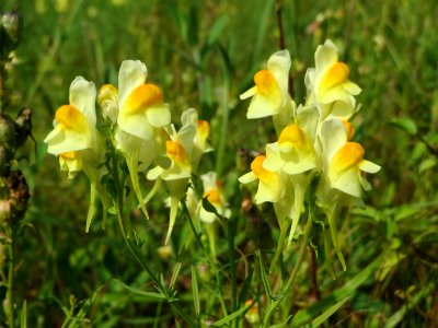 20140907Linaria_vulgaris2