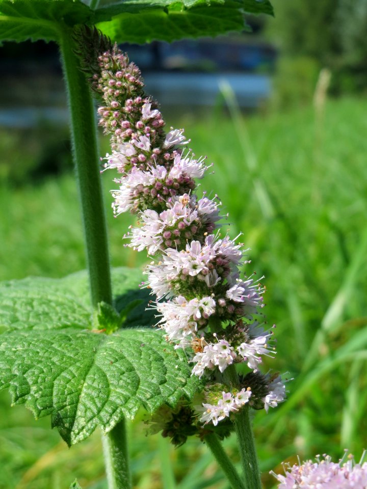 20140903Mentha_suaveolens2