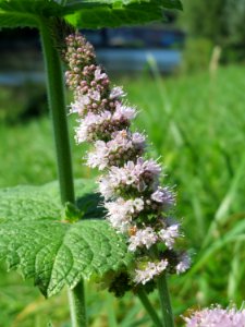20140903Mentha_suaveolens2