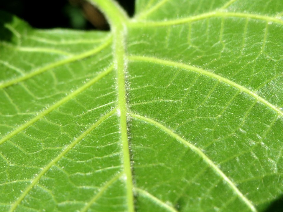 20140515Tilia_platyphyllos4