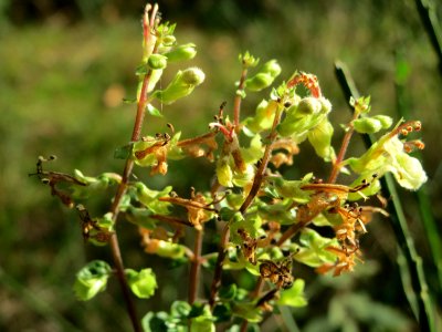 20141015Teucrium_scorodonia