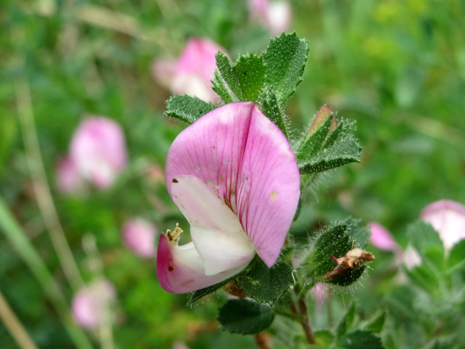 20140803Ononis_spinosa3