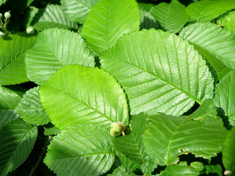 20140516Ulmus_minor1