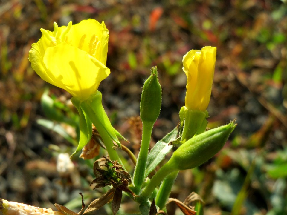 20140916Oenothera_biennis