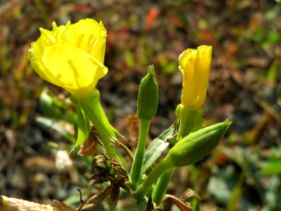 20140916Oenothera_biennis