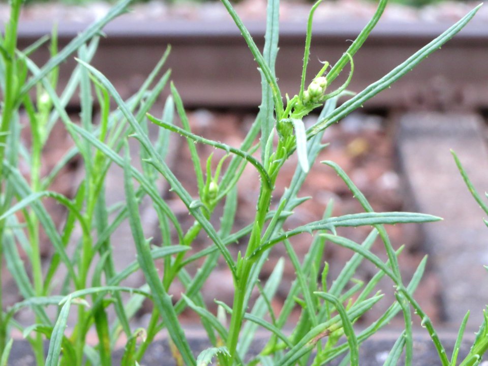 20140904Senecio_inaequidens2