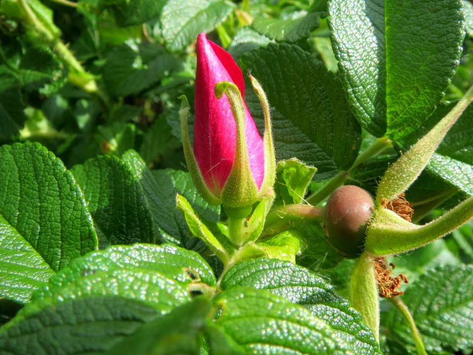 20140515Rosa_rugosa3