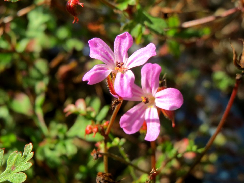 20140916Geranium_robertianum1