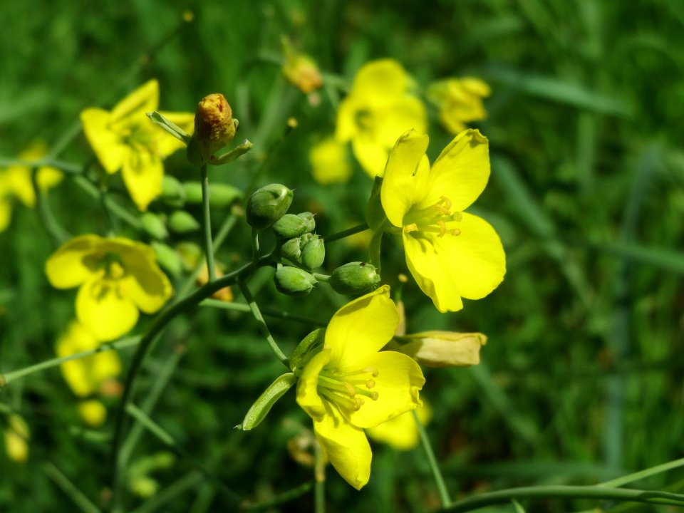 20140905Diplotaxis_tenuifolia1