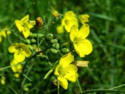 20140905Diplotaxis_tenuifolia1