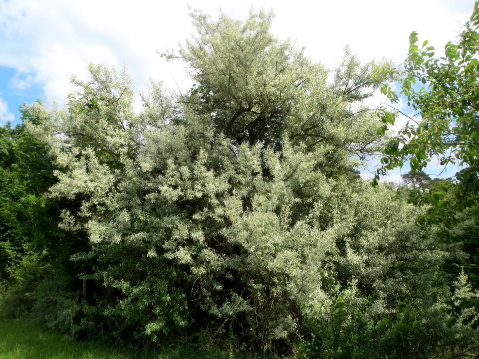 20140516Elaeagnus_angustifolia1