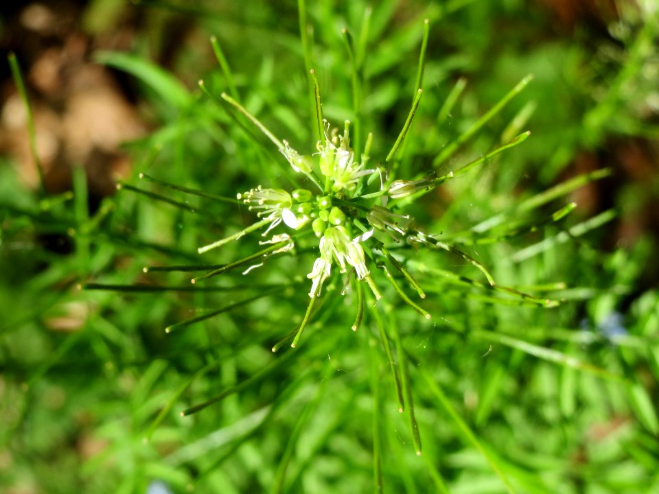 20140516Cardamine_impatiens09