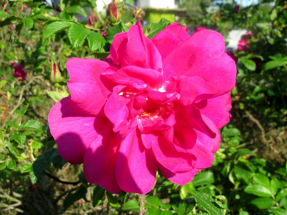 20140516Rosa_rugosa