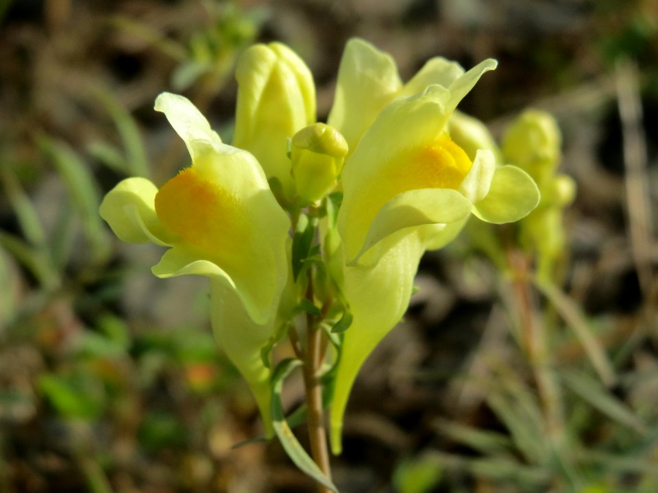 20140916Linaria_vulgaris2