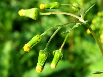 20140905Senecio_vulgaris2