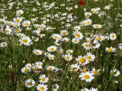 20140517Anthemis_arvensis