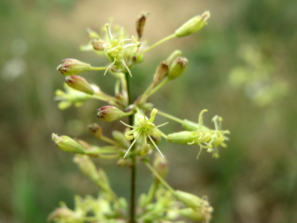 20140803Silene_otites2