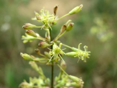 20140803Silene_otites2