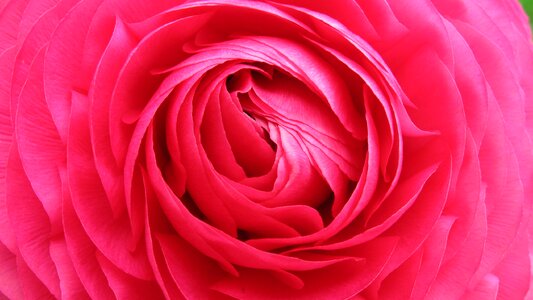 Bloom red beautiful
