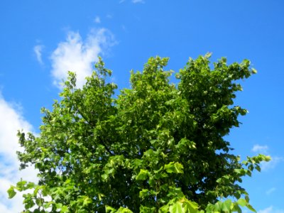 20140515Tilia_platyphyllos1