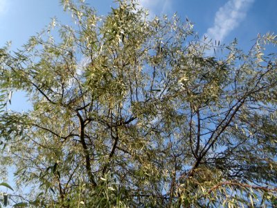 20140907Elaeagnus_angustifolia2
