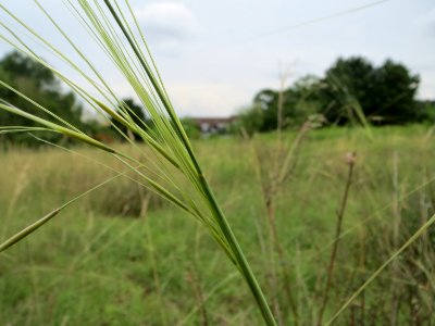 20140803Stipa_capillata1