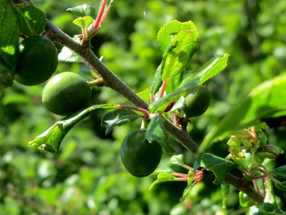 20140517Prunus_spinosa1