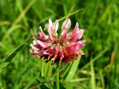 20140906Trifolium_hybridum4