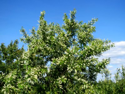 20140517Prunus_serotina