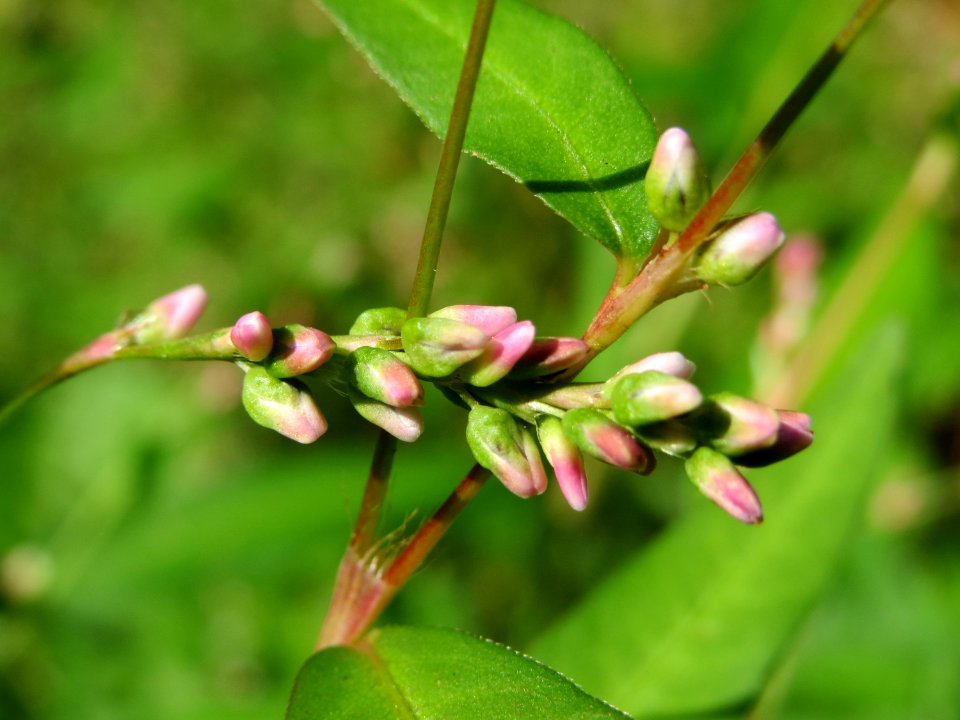20140822Persicaria_lapathifolia2