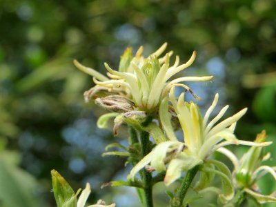 20140907Clematis_vitalba1