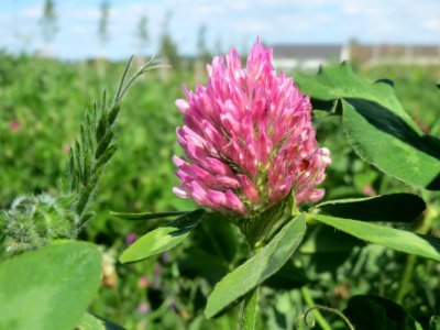 20140517Trifolium_pratense