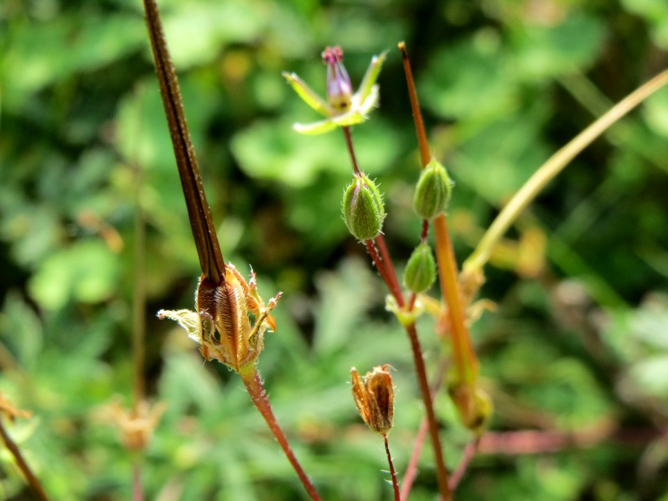 20140907Erodium_cicutarium1