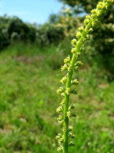20140517Reseda_luteola2