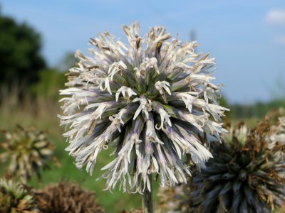 20140907Echinops_sphaerocephalus4