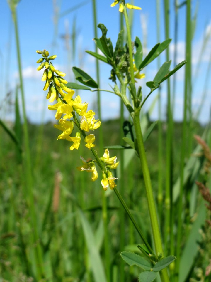 20140517Melilotus_officinalis