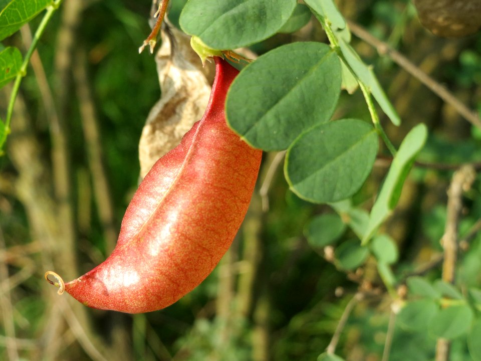 20140907Colutea_arborescens3