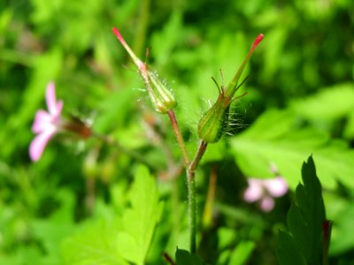 20140516Geranium_robertianum2