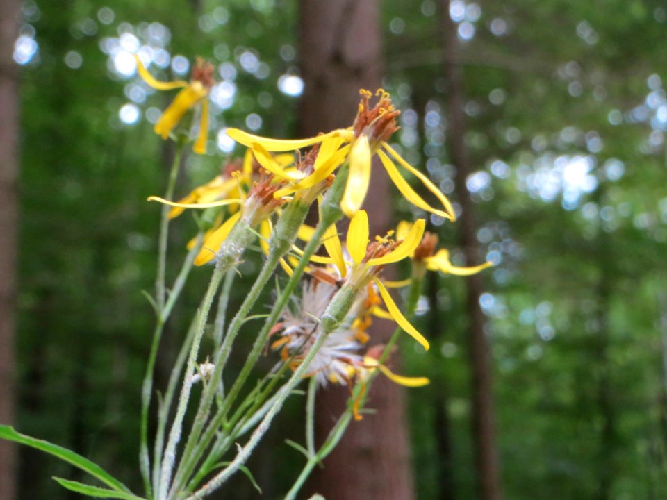 20140914Senecio_ovatus2
